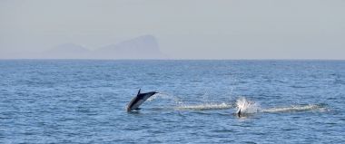 Okyanusta yüzmeye yunuslar