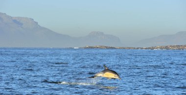 Okyanusta yüzmeye yunus