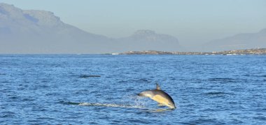 Okyanusta yüzmeye yunus
