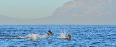 Okyanusta yüzmeye yunuslar