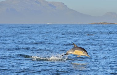 Okyanusta yüzmeye yunus