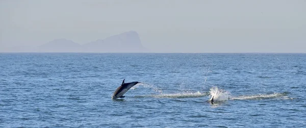 Delfiner simmar i havet — Stockfoto