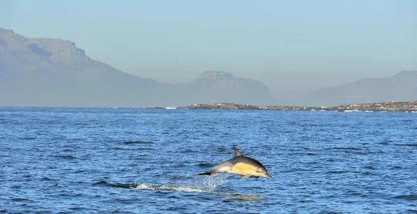 Okyanusta yüzmeye yunus
