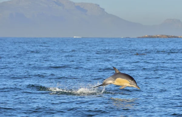 Okyanusta yüzmeye yunus