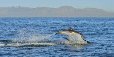 Okyanusta yüzmeye yunus