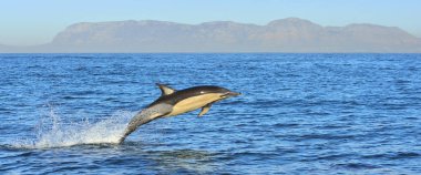 Okyanusta yüzmeye yunus