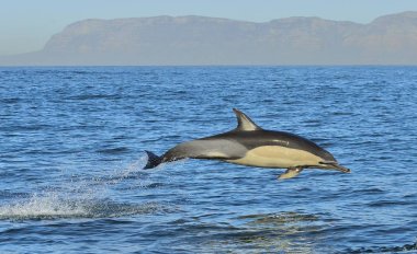 Okyanusta yüzmeye yunus