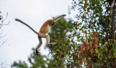 Jumping on tree Proboscis Monkey  clipart
