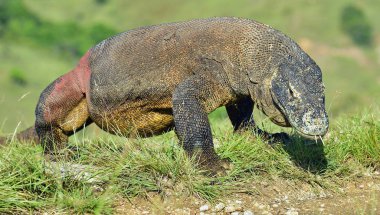 Komodo dragon Adası