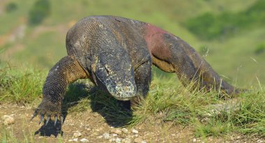 Komodo dragon Adası