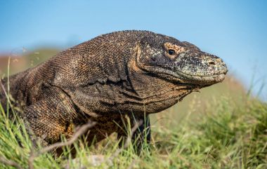 Komodo dragon Adası