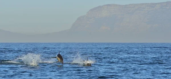 Dolphins swimming in ocean — Stock Photo, Image