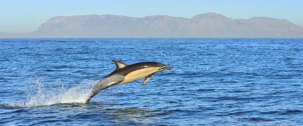 Okyanusta yüzmeye yunus