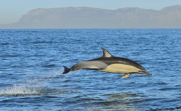 Delfin schwimmt im Ozean — Stockfoto