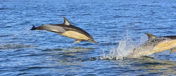 Dolfijnen zwemmen in de Oceaan — Stockfoto