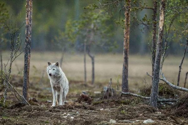 Сірий вовк у сутінках — стокове фото