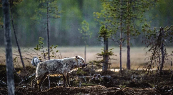 Lobo gris en el crepúsculo — Foto de Stock