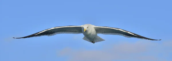 Flying Kelp gull — Stock Photo, Image
