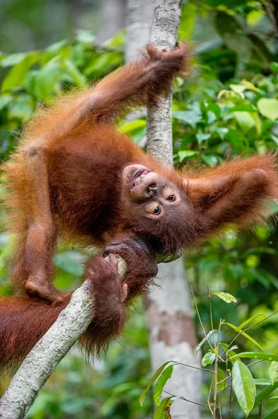 Cub orangutan borneański Central — Zdjęcie stockowe