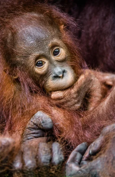 Filhote de orangotango Borneano Central — Fotografia de Stock
