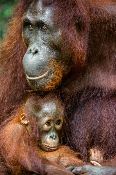 Anne orangutan ve yavrusu — Stok fotoğraf