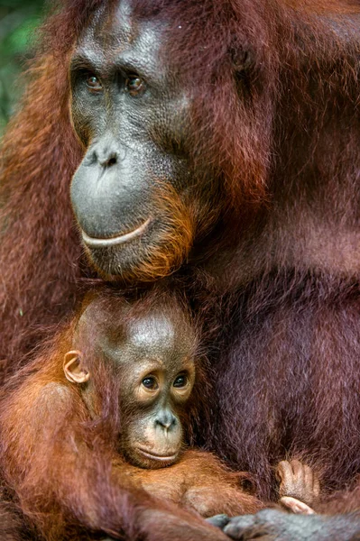 Madre orangután y cachorro — Foto de Stock