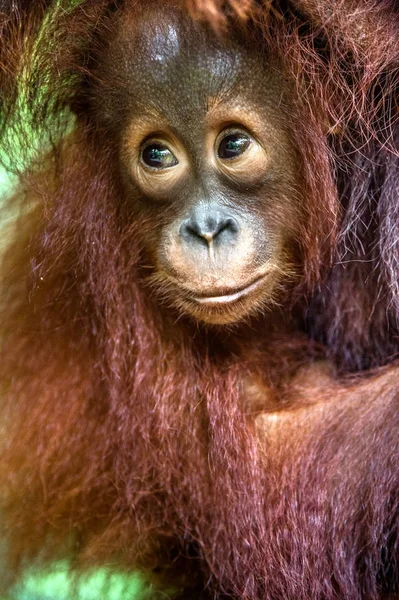 Welp van centrale Borneose orang-oetan — Stockfoto