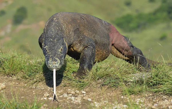 Dragón de Komodo con lengua bifurcada — Foto de Stock