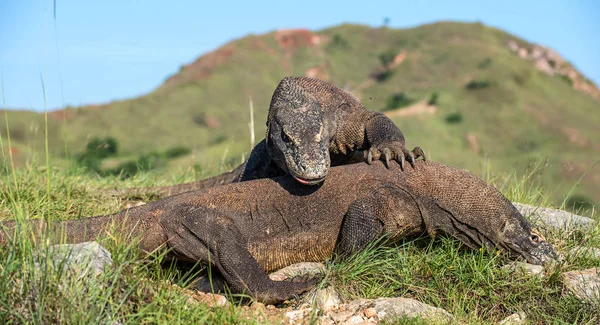 Lucha de los dragones de Komodo — Foto de Stock