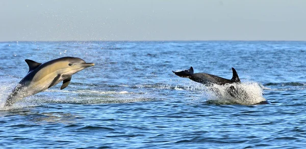 Delfiner simmar i havet — Stockfoto