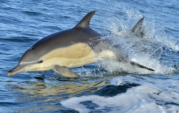 Kąpiel w oceanie delfiny — Zdjęcie stockowe