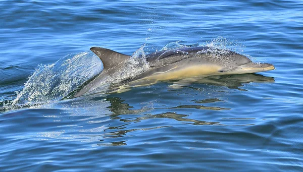 Delfin Pływanie w ocean — Zdjęcie stockowe