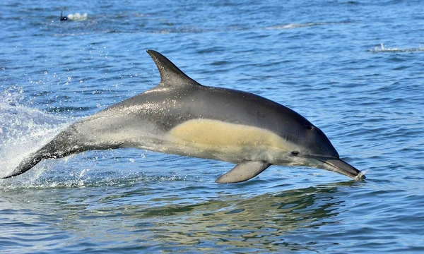 Delfin Pływanie w ocean — Zdjęcie stockowe