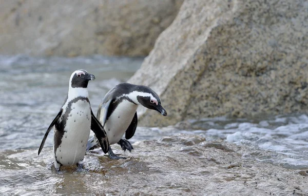 African penguins on shore — Stock Photo, Image
