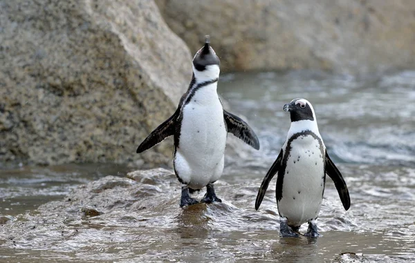 Afrykańskich pingwiny na brzegu — Zdjęcie stockowe