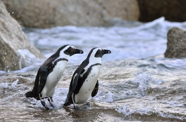 Pingüinos africanos en la orilla —  Fotos de Stock