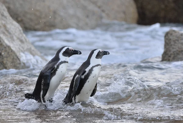 Pingüinos africanos en la orilla — Foto de Stock