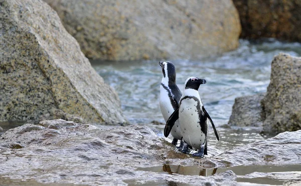 Afrikai pingvinek a parton — Stock Fotó