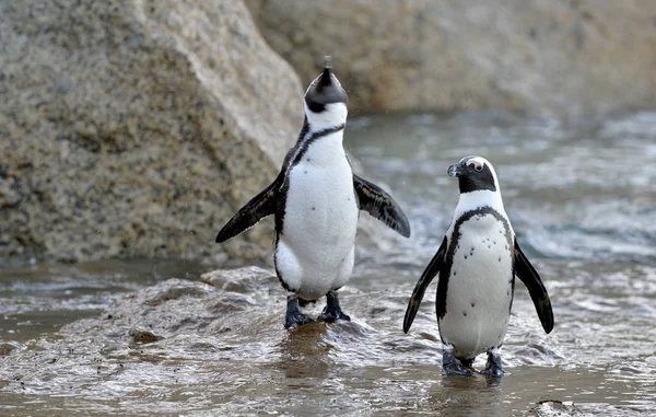 African penguins on shore — Stock Photo, Image