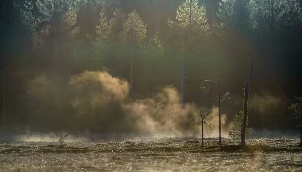 Туманное утро на болоте — стоковое фото