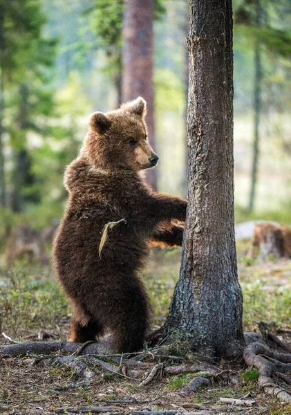 Άγρια καφέ αρκούδα στο δάσος — Φωτογραφία Αρχείου