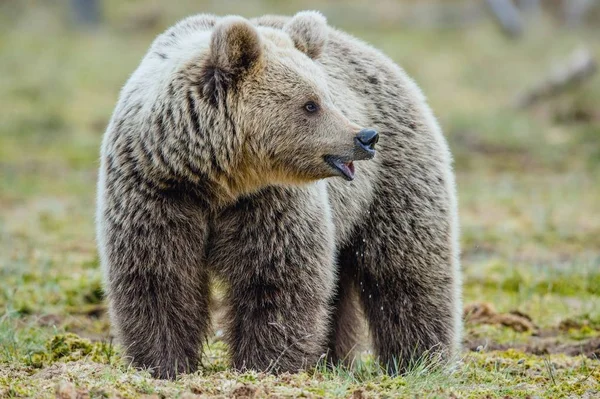 Wild Brown Bear in  forest — Stock Photo, Image