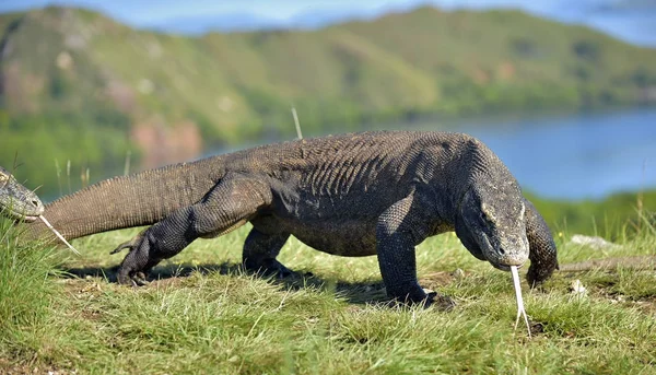 Komododrache mit gespaltener Zunge — Stockfoto