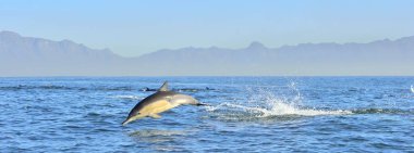 Okyanusta yüzmeye yunus