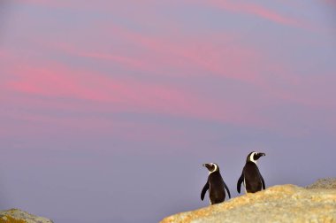Sahilde Afrika penguenler