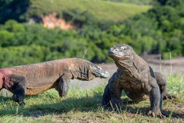 Komodo ejderleri Adası 