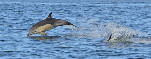 Dolfijnen zwemmen in de Oceaan — Stockfoto