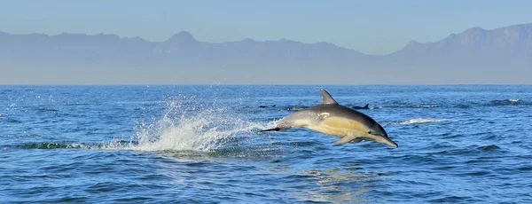 Dolfijn zwemmen in de Oceaan — Stockfoto