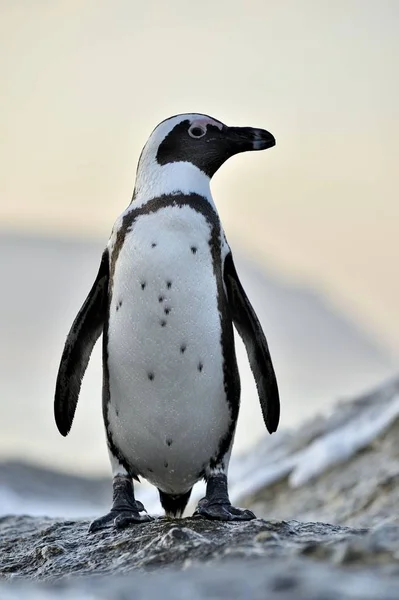 Pápaszemes pingvin partján — Stock Fotó