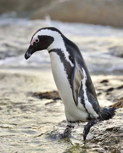 Pápaszemes pingvin partján — Stock Fotó